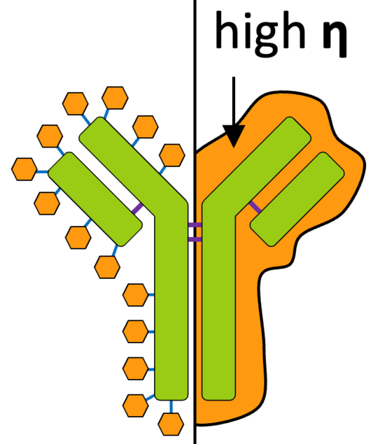 Illustration antibody Zaeh